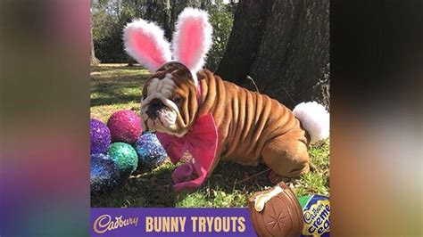 Bunny No More Cadbury Selects New Star For Iconic Easter Commercial