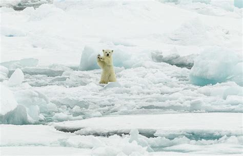 20 Adorable Photos Of Baby Polar Bears That Will Melt Your Heart