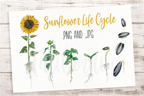 Sunflower Life Cycle Clip Arts And Print Etsy UK