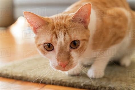 Is your cat pooping on the rug or floor instead of in the litter box? Cat crouching on rug - Stock Photo - Dissolve