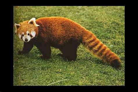 Logo Firefox Red Panda Fox Phoenix Rpgs