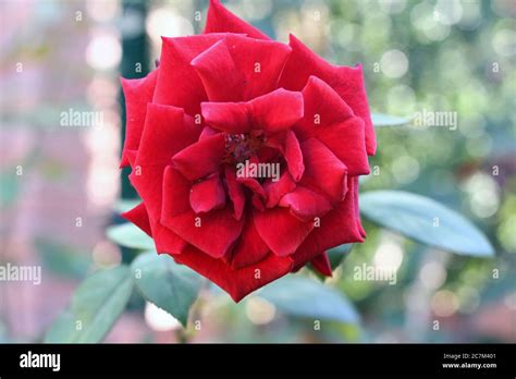 Big Red Rose Widely Open In A Garden Stock Photo Alamy