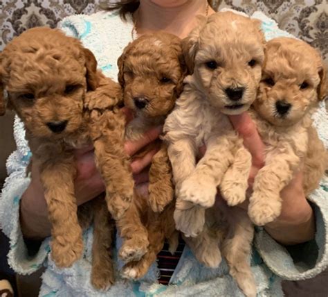 Toy Poodle Puppies For Sale California City Ca 337382