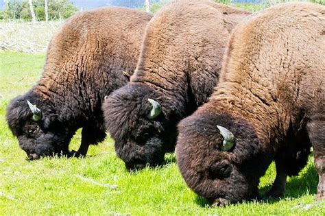 Wood Bison Reintroduced To Alaska After More Than A Century