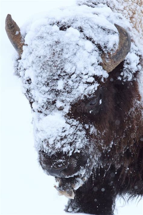 Buffalo Covered In Ice And Snow Stock Photo Image Of Bison Outside