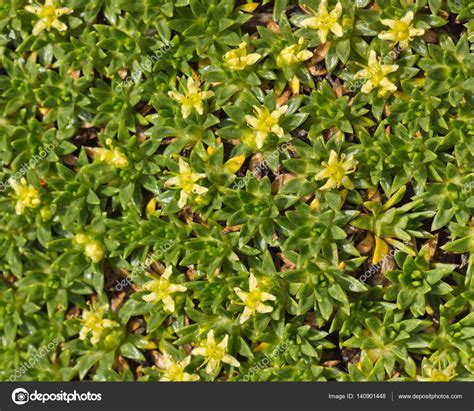 Pictures Ground Cover Ground Cover Plant With Small Yellow Flowers