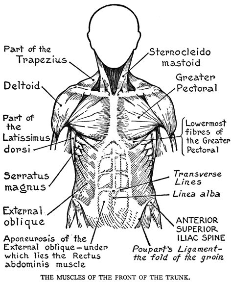 Ausmalbilder Anatomie Kostenlos Malvorlagen Zum Ausdrucken My Xxx Hot