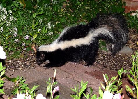 Skunk Removal Tips For Homeowners Effective Wildlife Solutions