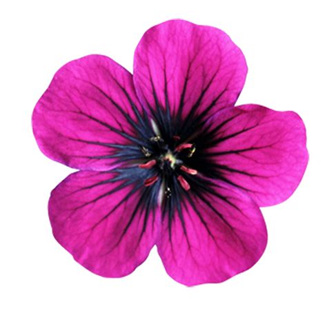 Free Pink Flower Download Free Pink Flower Png Images Free Cliparts