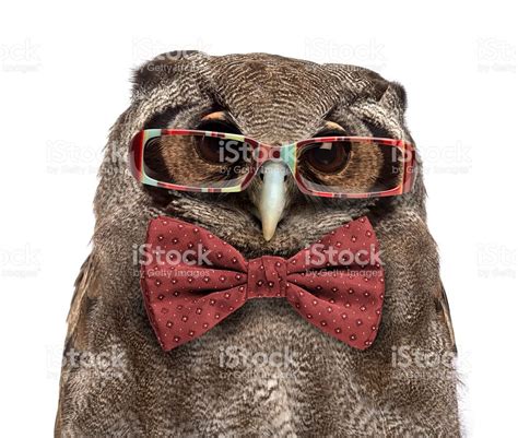 Close Up Of A Verreauxs Eagle Owl Bubo Lacteus Wearing Glasses And