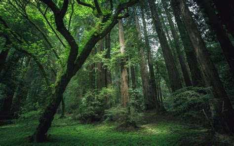 Hintergrundbilder Sonnenlicht Bäume Wald Dunkel Natur Fotografie