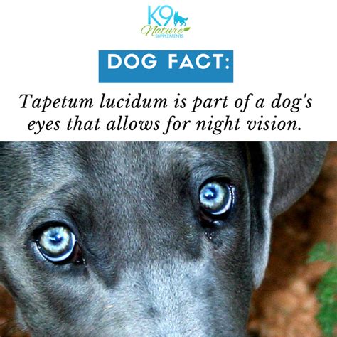 Tapetum Lucidum Allows Night Vision On Dogs Dog Facts Dog Eyes