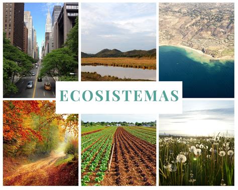 ¿qué Son Los Ecosistemas Artificiales Y Naturales Ecosistemas