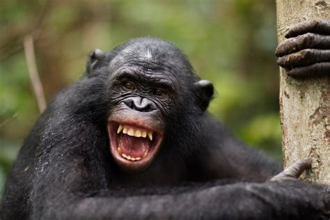 Do Animals Laugh Discover Wildlife