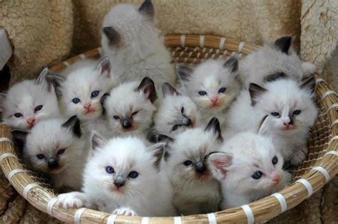 Basket Full Of Cuddly Kittens Pretty Cats Beautiful Cats Animals