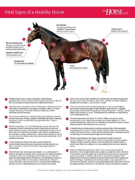 A Horses Body And Its Features Are Labeled In Red White And Blue