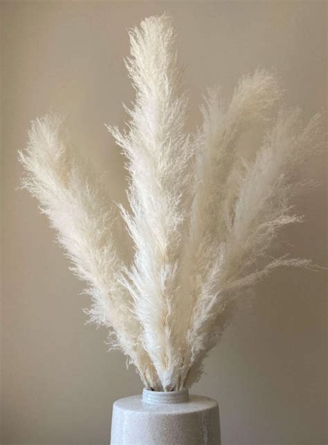 5 Stems Tall White Pampas Grass 3 4ft Grand Sale Dry Etsy