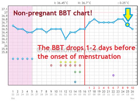 Basal temperature stays high during whole pregnancy. The basal body temperature drop (Interpretation & charts ...