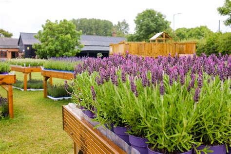Gardening Tips For Lavender Lovers Hitchin Lavender Blog