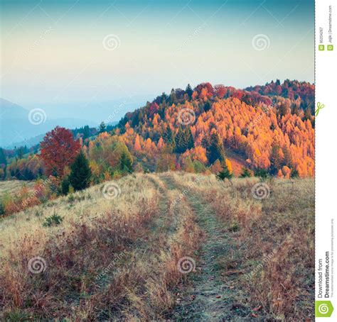 Colorful Autumn Morning In Carpathian Mountains Stock Image Image Of