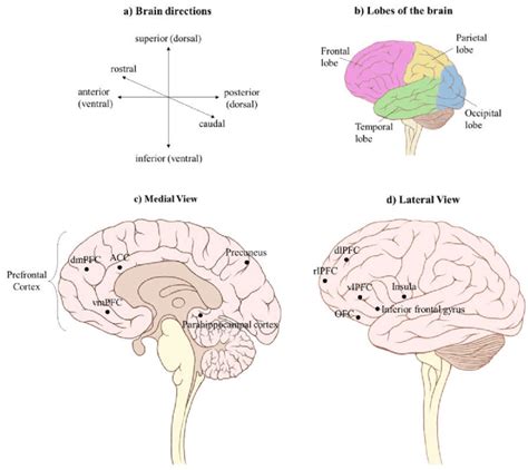 Gross Neuroanatomy A Relative Position And Direction Of Brain