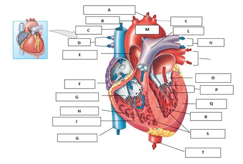 Aandp Ii Heart Quiz Sectional Anatomy Of The Heart Diagram Quizlet