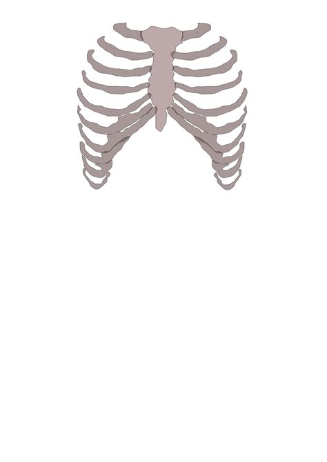 Rib Cage Png Transparent Background Images Pngteam Com