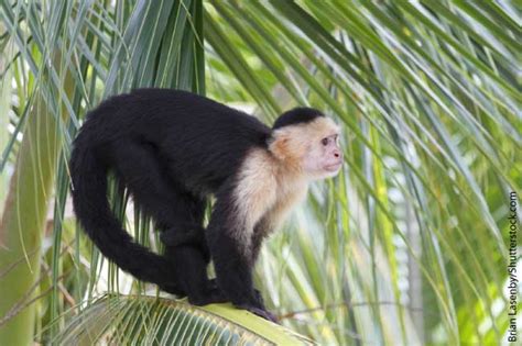 Amazon Rainforest Monkeys Pictures Facts And Information | Images and