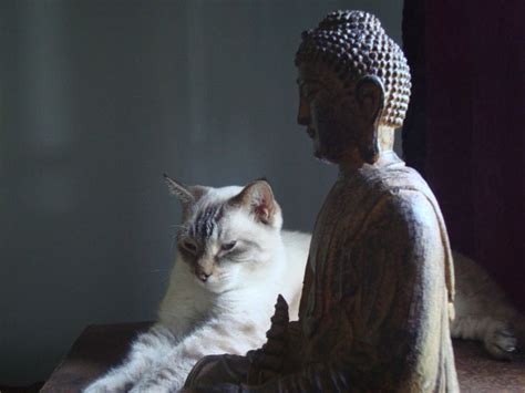 Buddhist Cats Cats Cat Having Kittens Cats And Kittens