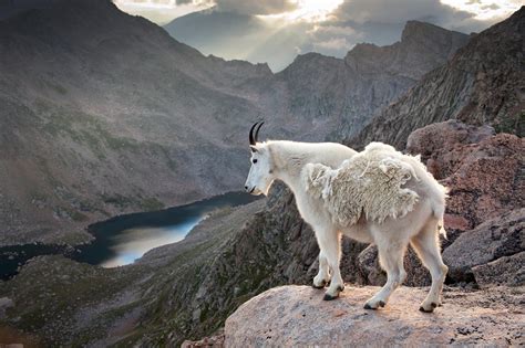 Rocky Mountain Goat Mountain Goat Goats Animal Habitats