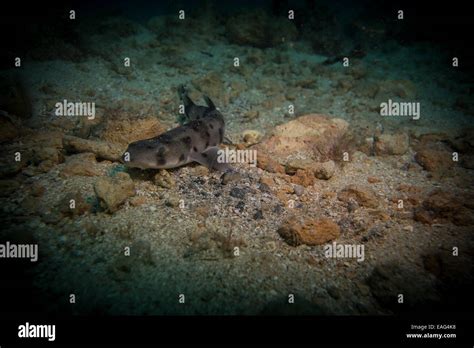 Nursehound Shark Scyliorhinus Stellaris From The Mediterranean Sea