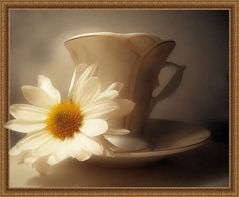 Tee Cup With Daisy Still Life Tee Graphy Art Daisy Beautiful Cup
