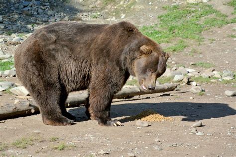 One Of The Three Brown Bears At Alaska Zoo Anchorage Oc Bears