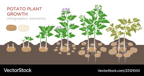 Potatoes Plant Growing Process From Seed To Ripe Vector Image