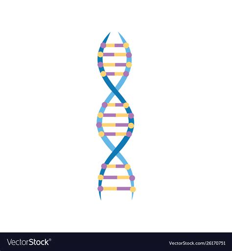 Educational Icon Structure A Dna Molecule Vector Image