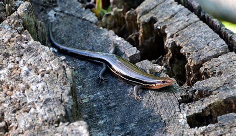 Common Five Lined Skink Plestiodon Fasciatus At Herpedia Com