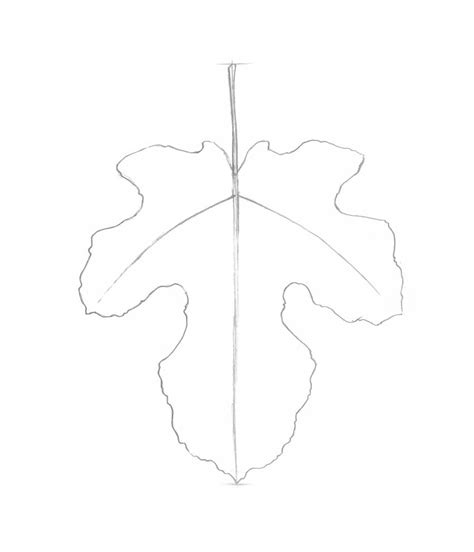 How to draw a tree branch with leaves. How to Draw a Leaf Step by Step