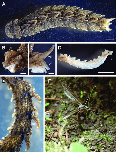 Larvae Of Triogma Kuwanai A Specimen Of Late Instar Larva Preserved Download Scientific