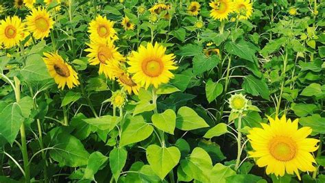 Awalnya, sang pemilik menanam bunga matahari untuk melindungi tanaman cabai dari terpaan angin. Potret Hamparan Kebun Bunga Matahari nan Cantik