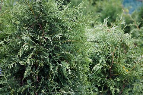 Black Cedar Thuja Occidentalis Nigra Greenfuse Photos Garden