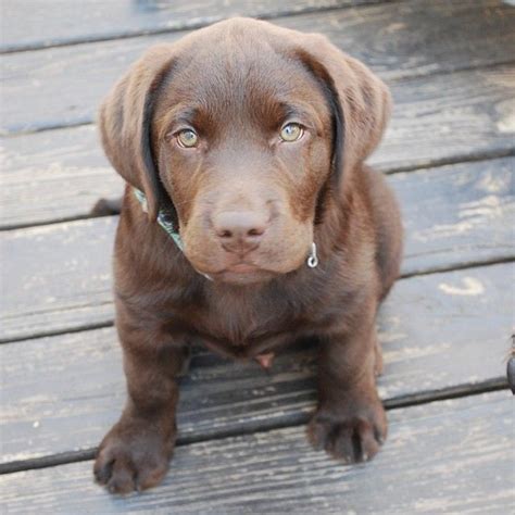 I have two chocolate males, two black males and one black female. Chocolate english lab puppy | Lab dogs, Lab puppies, Puppies