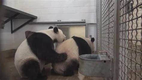 Adelaide Zoos Giant Pandas Wang Wang And Funi Are In Lockdown This