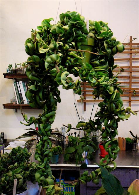 Hindu Rope Hoya Hoya Compacta Hanging Plants Hanging Plants Indoor