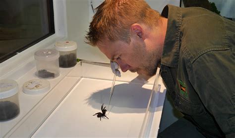 Worlds Deadliest Spider The Funnel Web Australian Geographic
