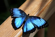 Schmetterling Laubblatt mit geöffneten Flügel. Foto & Bild ...