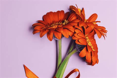 Color Combination Flower Power Canvas Design Wiki