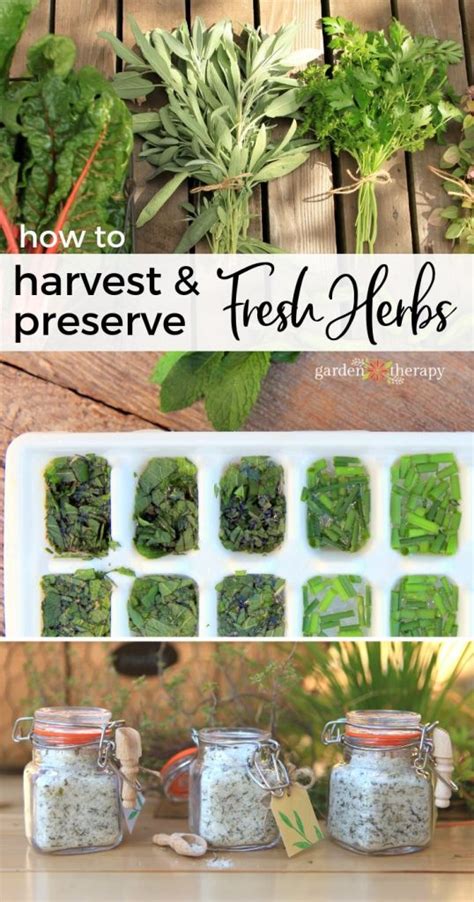 How To Harvest And Preserve Fresh Herbs Garden Therapy