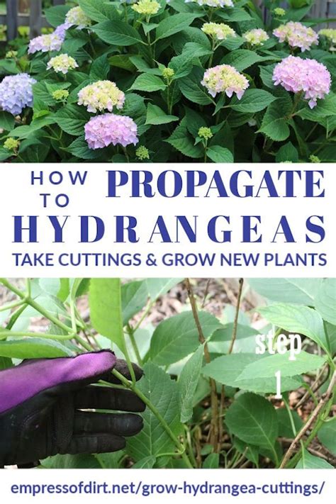 Growing Hydrangeas Planting Hydrangeas How To Propagate Hydrangeas