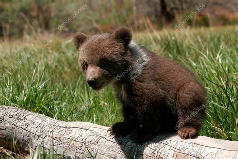 Grizzly Bear Cub Sitting On The Log — Stock Photo © Donyanedomam 65466673