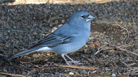 Birding Canary Islands World Bird Traveler